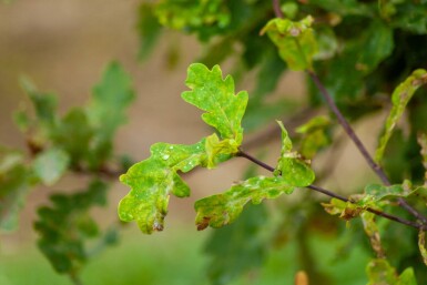 Quercus robur cépée 200-250