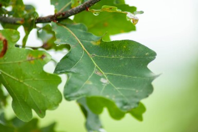 Quercus robur cépée 200-250