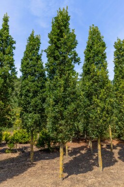 Quercus robur 'Fastigiate Koster' haute-tige 18/20