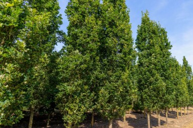 Quercus robur 'Fastigiate Koster' haute-tige 18/20
