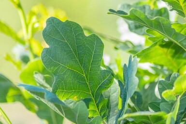 Quercus robur 'Fastigiate Koster' haute-tige 18/20