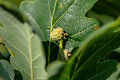 Quercus robur 'Fastigiate Koster' haute-tige 18/20