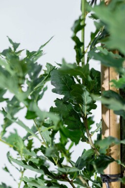 Quercus robur 'Fastigiate Koster' haute-tige 18/20