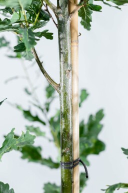 Quercus robur 'Fastigiate Koster' haute-tige 18/20