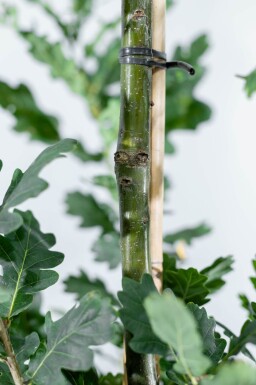 Quercus robur 'Fastigiate Koster' haute-tige 18/20