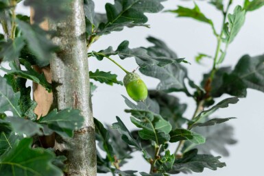 Quercus robur 'Fastigiate Koster' haute-tige 18/20