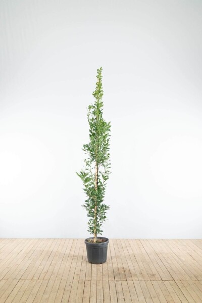 Quercus robur 'Fastigiate Koster' baliveau 12/14