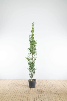 Quercus robur 'Fastigiate Koster' baliveau 12/14