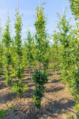 Quercus robur 'Fastigiate Koster' baliveau 12/14