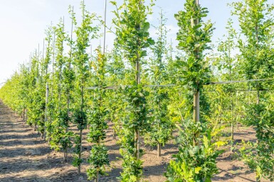 Quercus robur 'Fastigiate Koster' baliveau 12/14