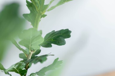 Quercus robur 'Fastigiate Koster' baliveau 12/14