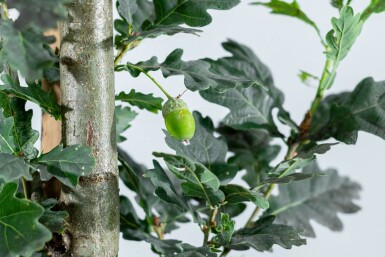 Quercus robur 'Fastigiate Koster' baliveau 12/14