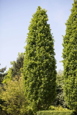 Quercus robur 'Fastigiate Koster' baliveau 12/14