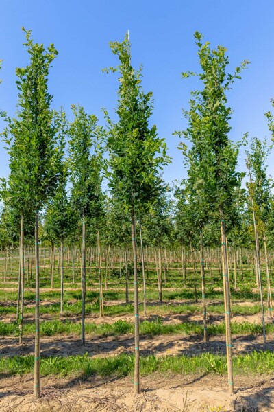 Quercus robur 'Fastigiata' haute-tige 10/12