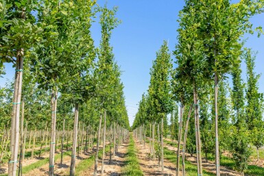 Quercus robur 'Fastigiata' haute-tige