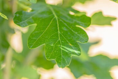 Quercus robur 'Fastigiata' haute-tige 10/12