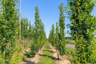 Quercus robur 'Fastigiata' baliveau 8/10
