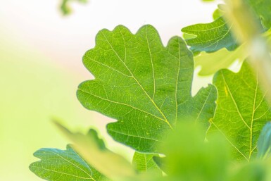 Quercus robur 'Fastigiata' baliveau 8/10