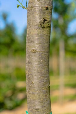 Quercus robur 'Fastigiata' baliveau 8/10