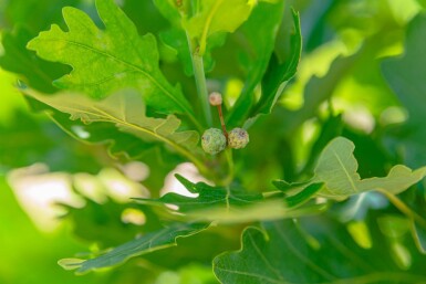 Quercus robur 'Fastigiata' baliveau 8/10