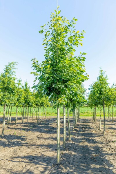 Quercus rubra haute-tige 16/18