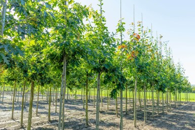 Quercus rubra haute-tige