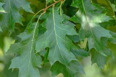 Quercus rubra haute-tige 16/18