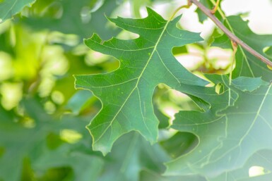 Quercus rubra haute-tige 16/18