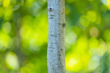 Quercus rubra haute-tige 16/18