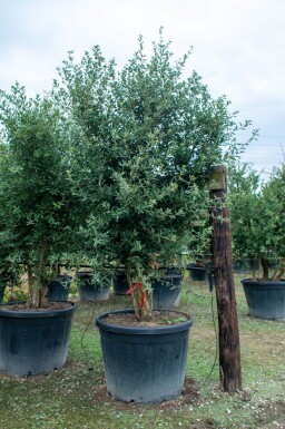 Quercus rubra cépée