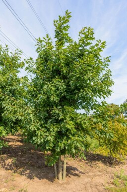 Quercus rubra cépée