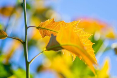 Quercus rubra cépée 200-250