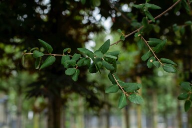 Quercus rubra cépée 200-250