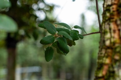 Quercus rubra cépée 200-250