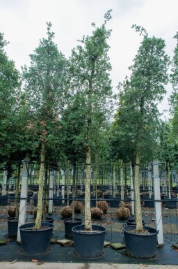 Quercus suber haute-tige 12/14