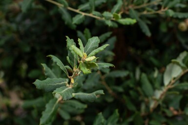 Quercus suber haute-tige 12/14