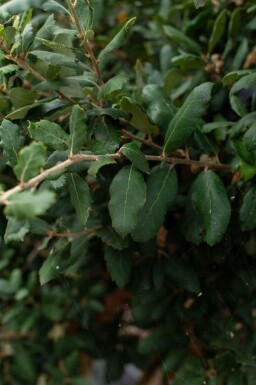Quercus suber haute-tige 12/14