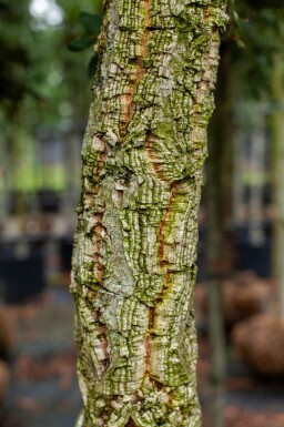Quercus suber haute-tige 12/14
