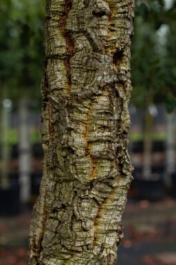 Quercus suber haute-tige 12/14