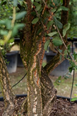 Quercus suber haute-tige 12/14