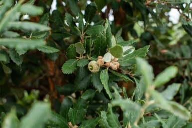 Quercus suber haute-tige 12/14