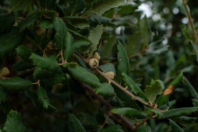Quercus suber haute-tige 12/14