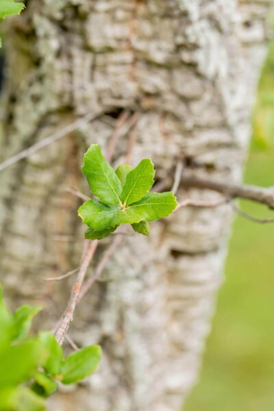 Quercus suber cépée 200-250