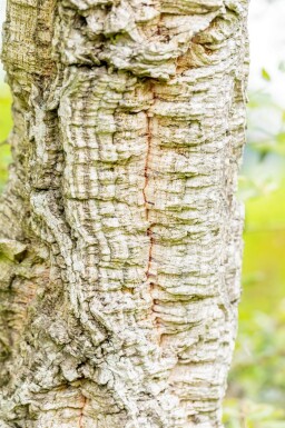 Quercus suber cépée 200-250