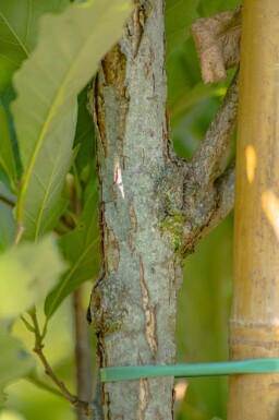 Quercus x warei 'Regal Prince' haute-tige 12/14