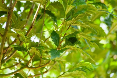 Quercus x warei 'Regal Prince' haute-tige 12/14