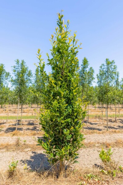 Quercus x warei 'Regal Prince' baliveau 4-6