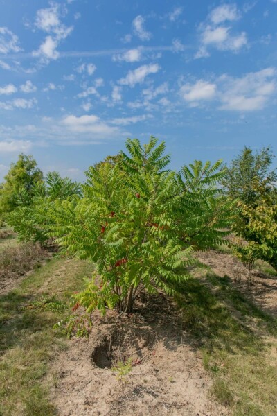 Rhus typhina cépée 200-250