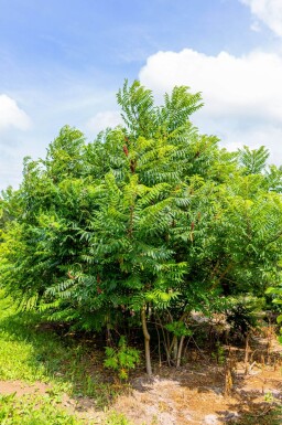 Rhus typhina cépée 200-250