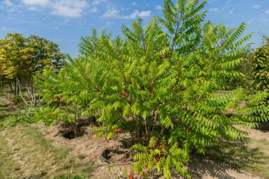 Rhus typhina cépée 200-250